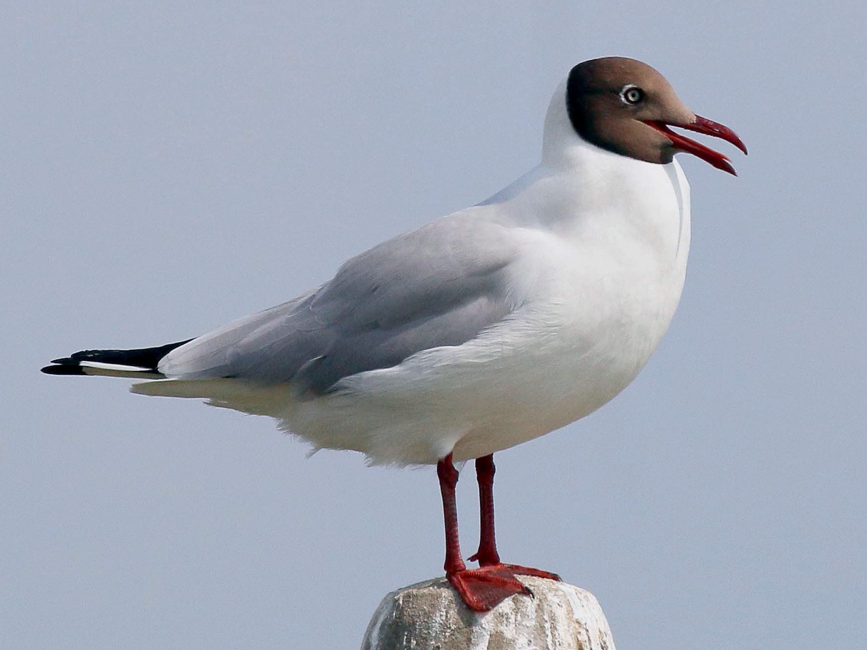 Brown-headed Gull